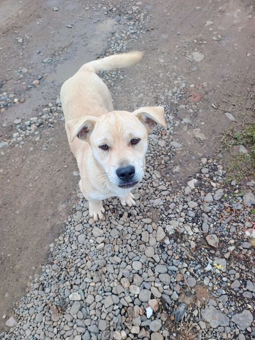 Pui de caine metis 7 luni