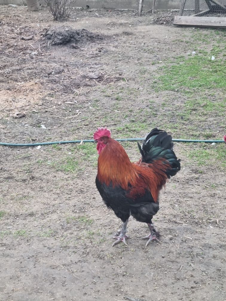 Oua ptr incubat araucana ,marans ,mii de flori ,gaste africane