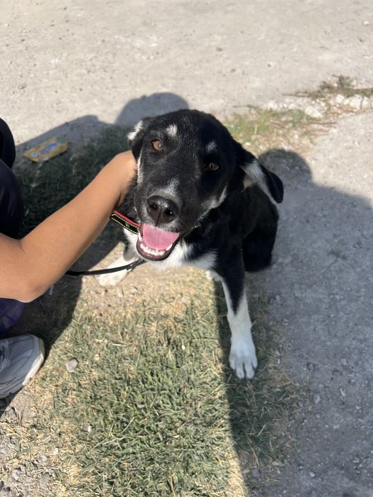 Щенок подросток отдаю в семью