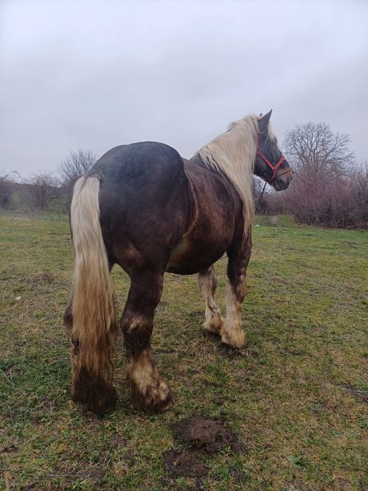 Armăsar ciocolatiu de 9 ani garantat fac și schimb