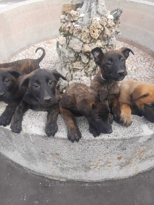 Холандска овчарка – малки кученца