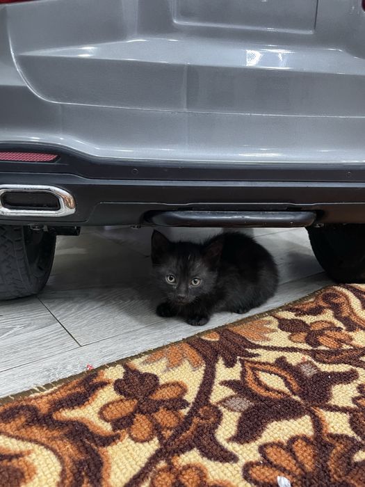 Бесплатно отдам Котенки