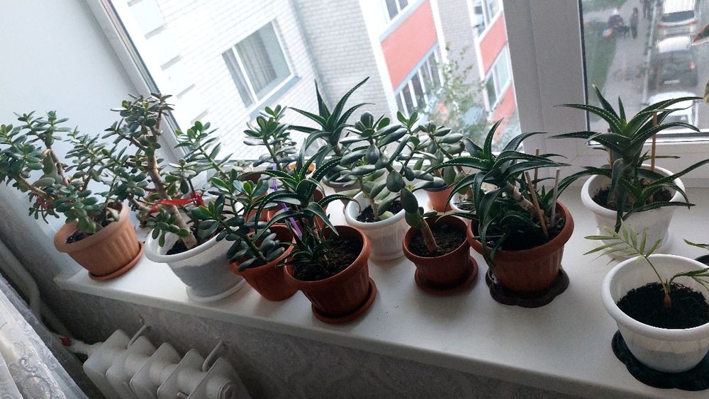 Продам цветы комнатные