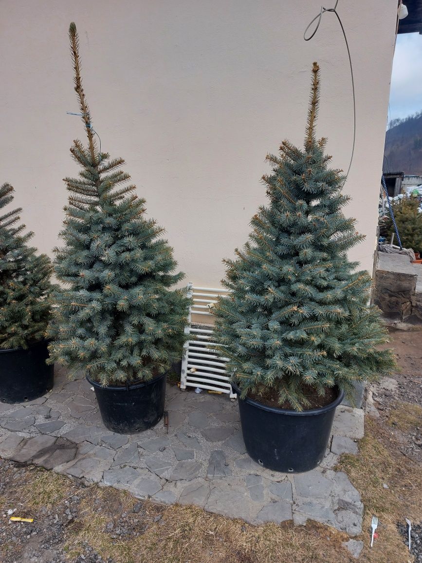 Plante ornamentale  amenajări  grădini palmier