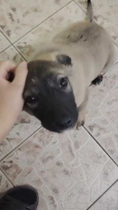 Найден щенок (девочка). Ищем дом!