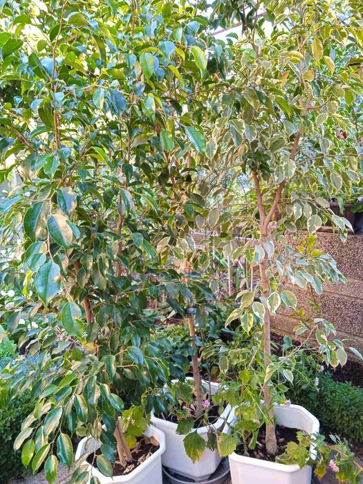 Продавам лимон,бенджамин,китайска роза