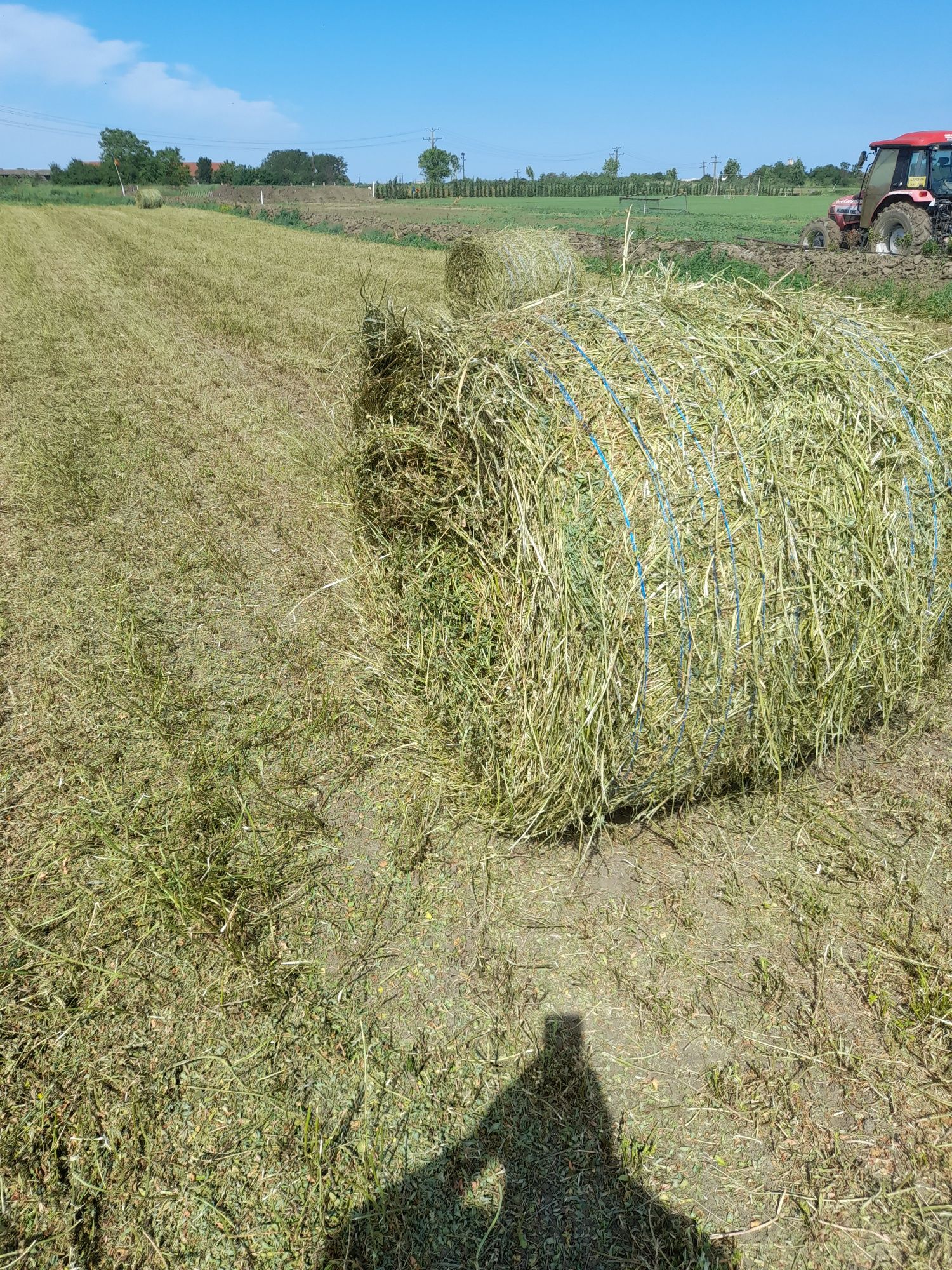 Baloti de lucernă de vanzare