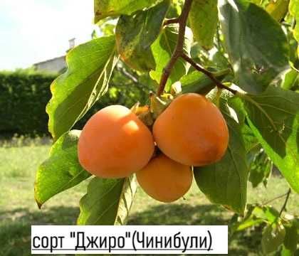 Райска ябълка Налични 3 сорта сорт "Джиро"( Чинибули) , Фую И Костата
