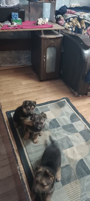 Продам щенков немецкой овчарки