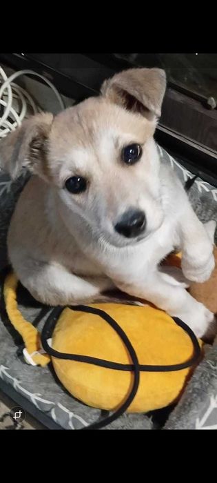 В хорошие и добрые руки