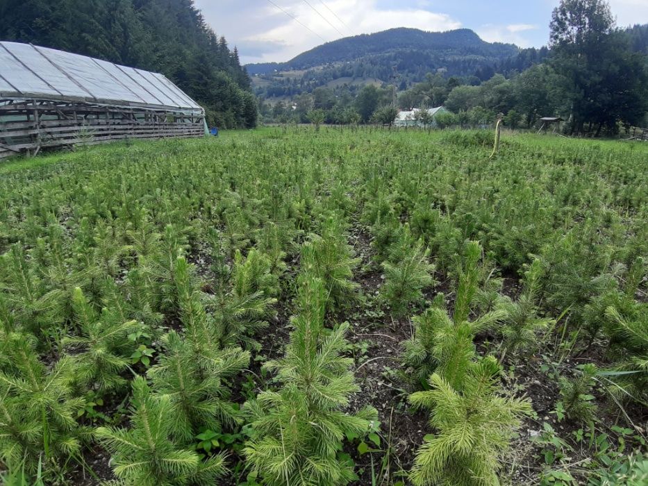 Puieti molid argintiu 4 ani - Picea pungens Glauca San Juan, Colorado