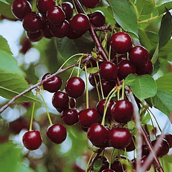 Продам вишню домашнию