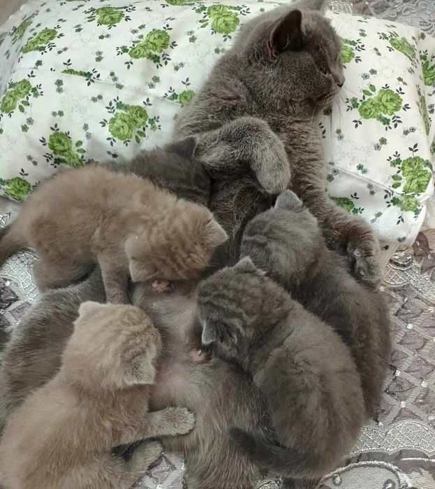 Шотлански и британски късокосместа