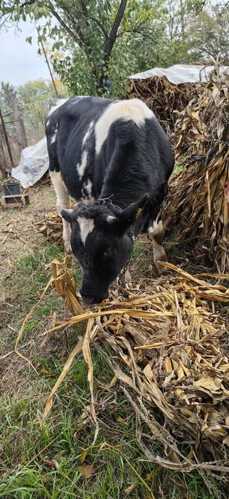 Vând vaca și vițel Holstain