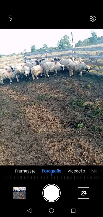 Oi de vizare oile sunt toate tinere