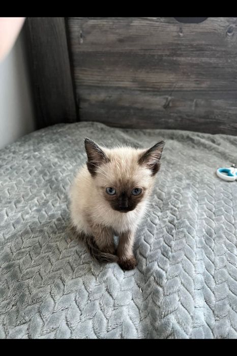 Котята породистые сиамские