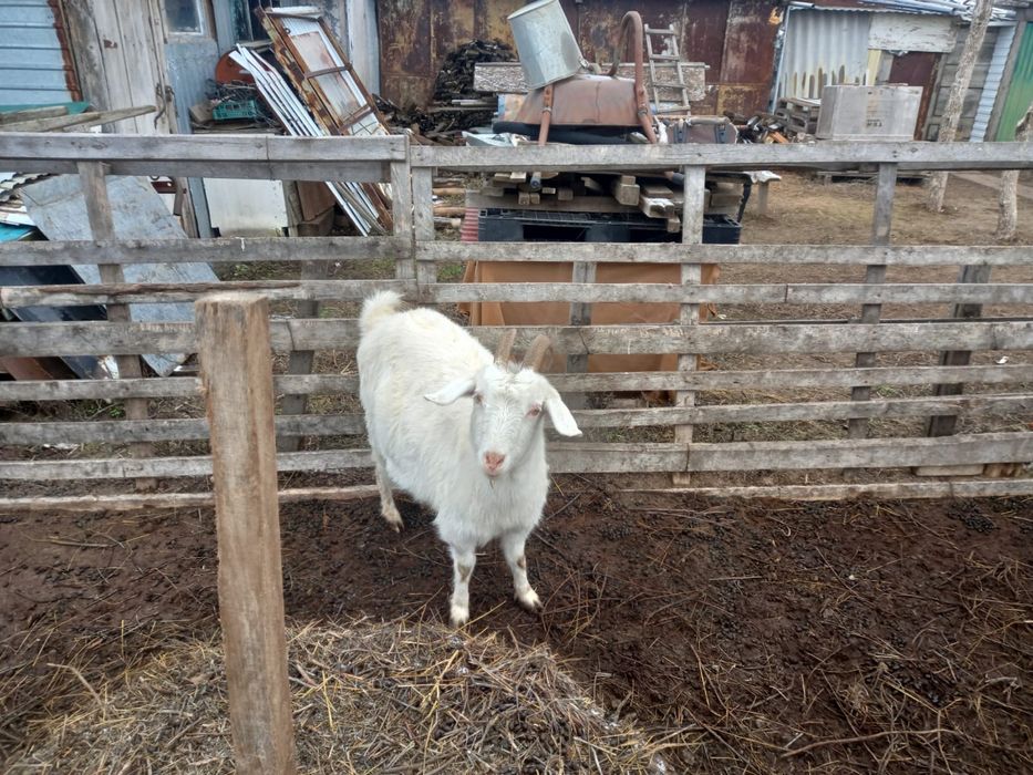 Ешкілер сатылады