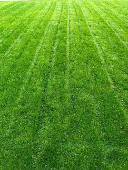 Газон экамиз рулонный хам ёткизамиз