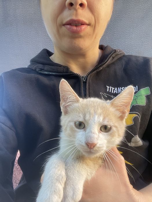 Adoptie pisicute pui rasa mixta