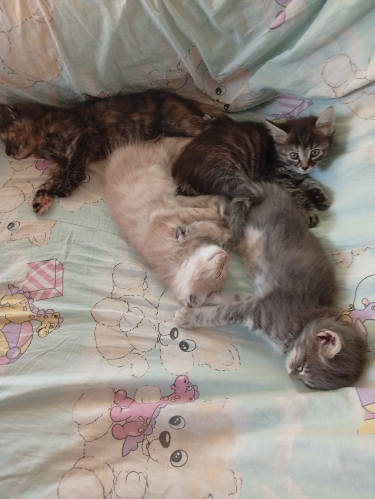 Котета си търсят дом