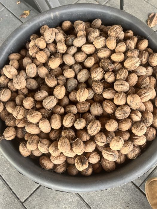 Nucii in coaja  anul 2025!