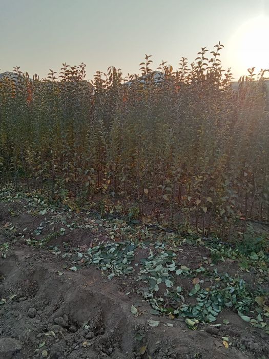 Көшет-Саженцы яблока черешня