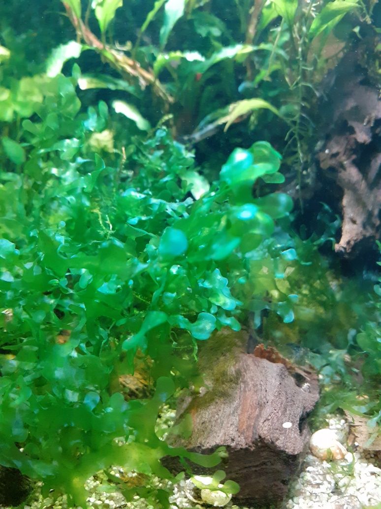 Subwassertang moss plante acvariu