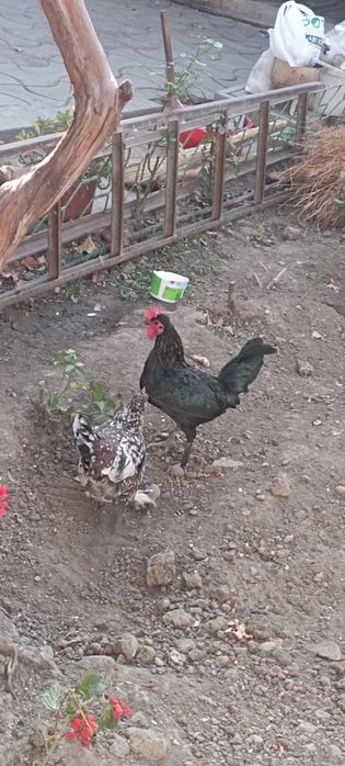 Yapon xoroz tovuq para