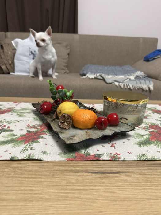 Свободни поводи от закрит зоомагазин