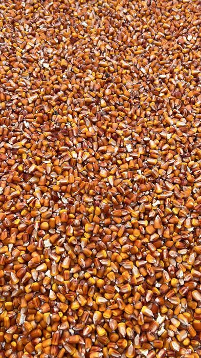 Vând porumb boabe recolta 2025