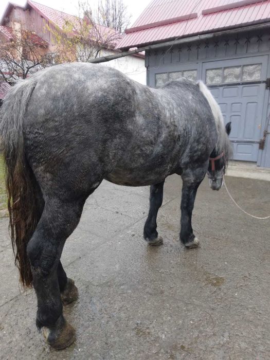 Vând mânză învățată 3 ani jumate