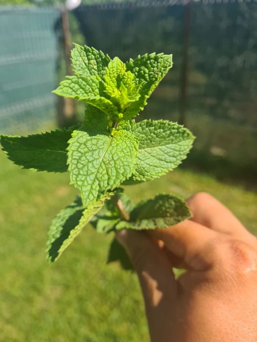 Mentă olandeză proaspătă