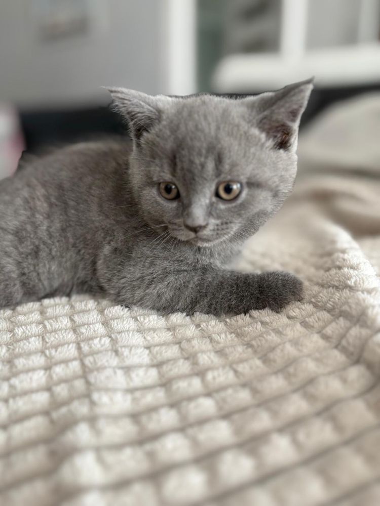Brithis Shorthair Blue
