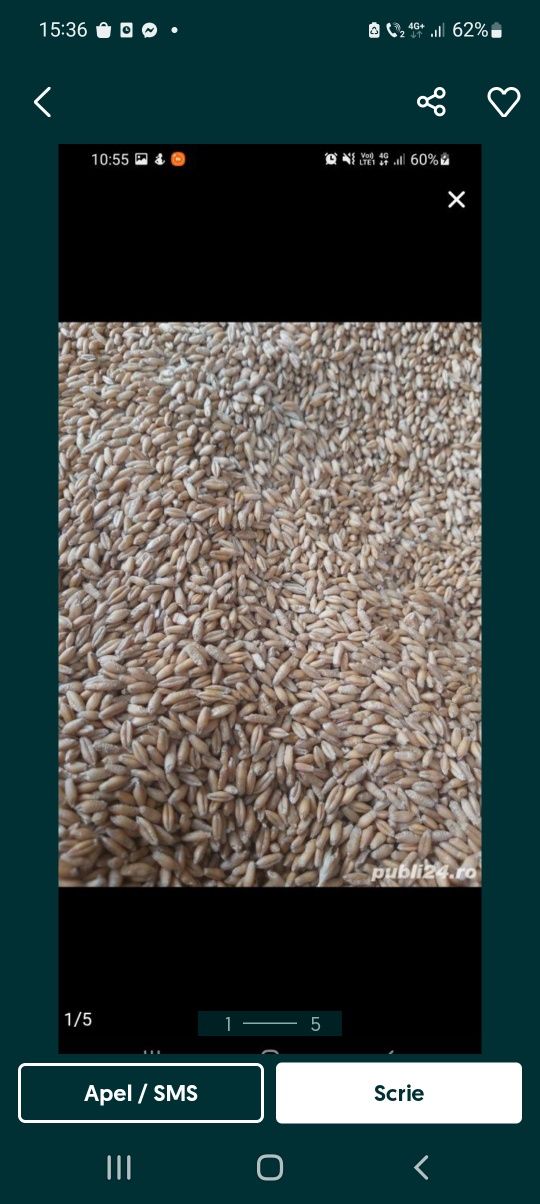 Triticale productie 2023