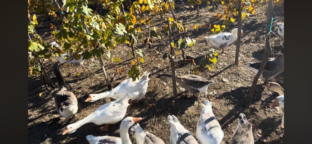 30 de gâște disponibile pe ales