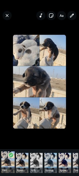 Щенки в добрые руки