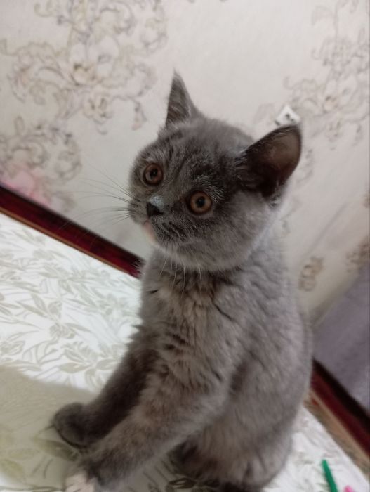 Zotor mushuk sotiladi.