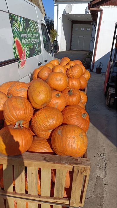 Dovleci de haloween si decorativi