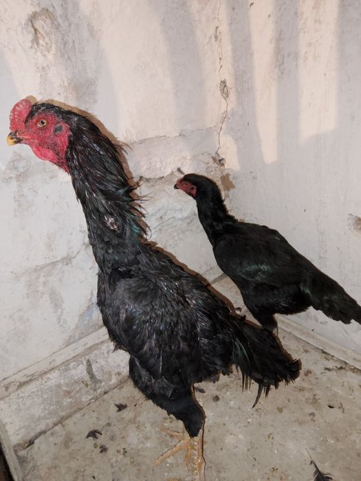Продаётся петух микс Шамо Корея курочка чисто корейка