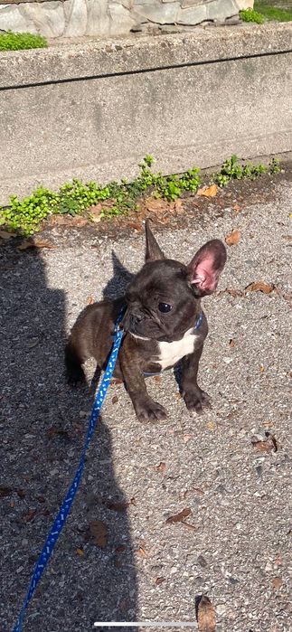 Френски Булдок на 5 месеца