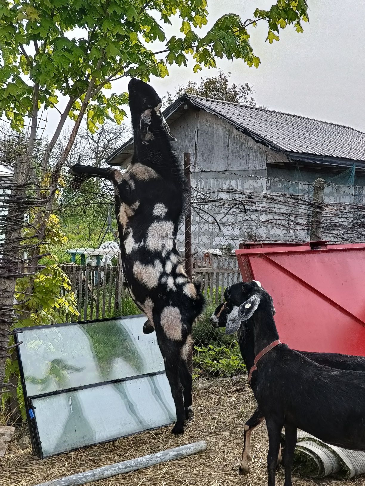 Vând țap Anglonubian