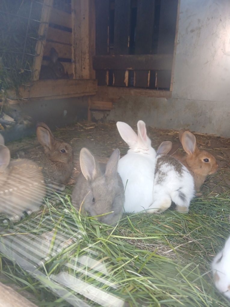 Vând iepurași jucăuși