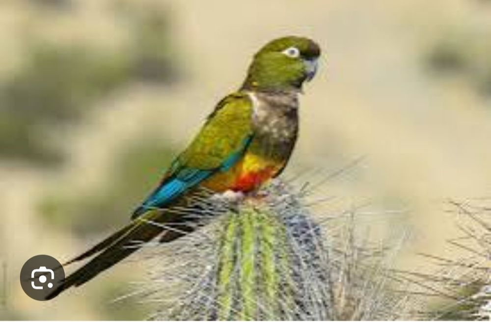 Скалистые ары или Патагонские молодая пара  ары