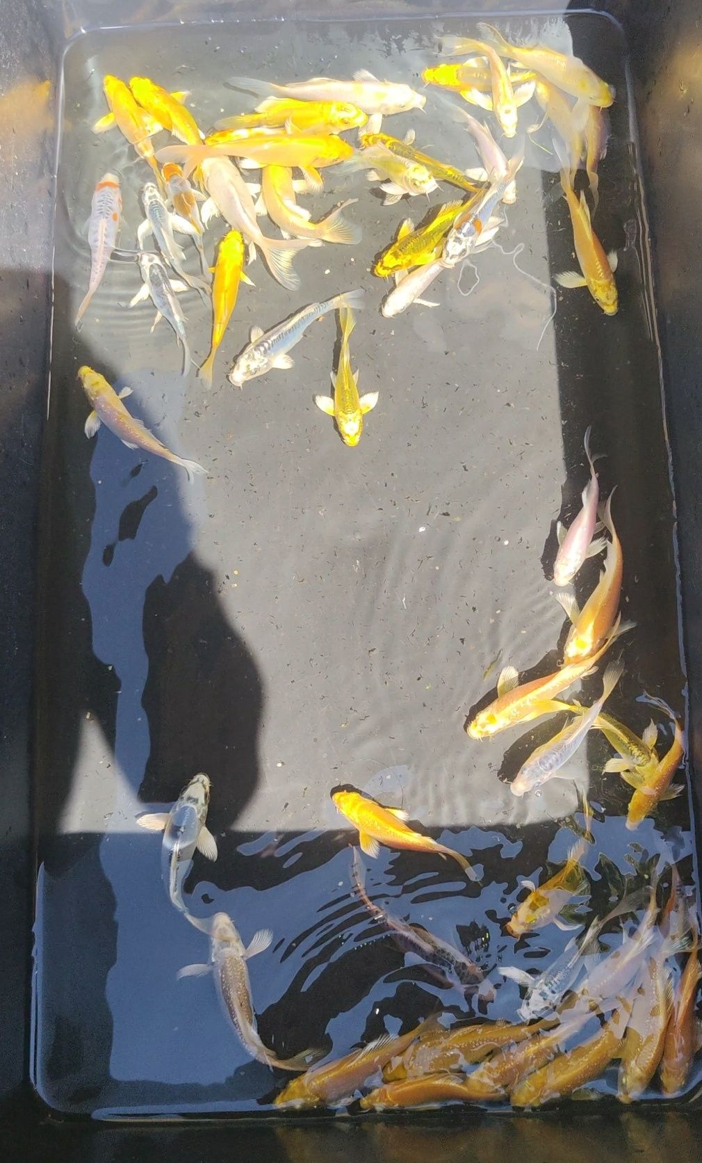 Crap Koi mai multe mărimi 50 cm +
