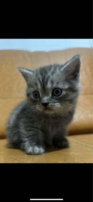 Pui Pisici British