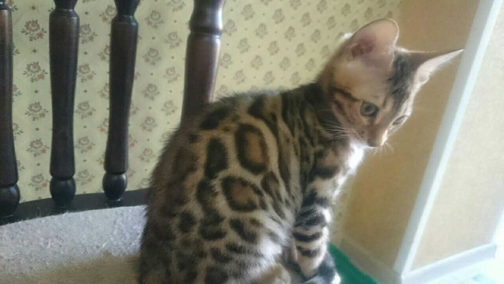 Бенгальские котята