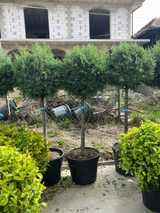 Plante ornamentale uimitoare ce atrag atenția instantaneu