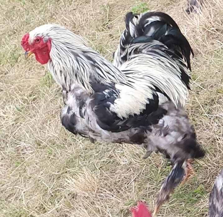 Cocos brahma herminat inchis