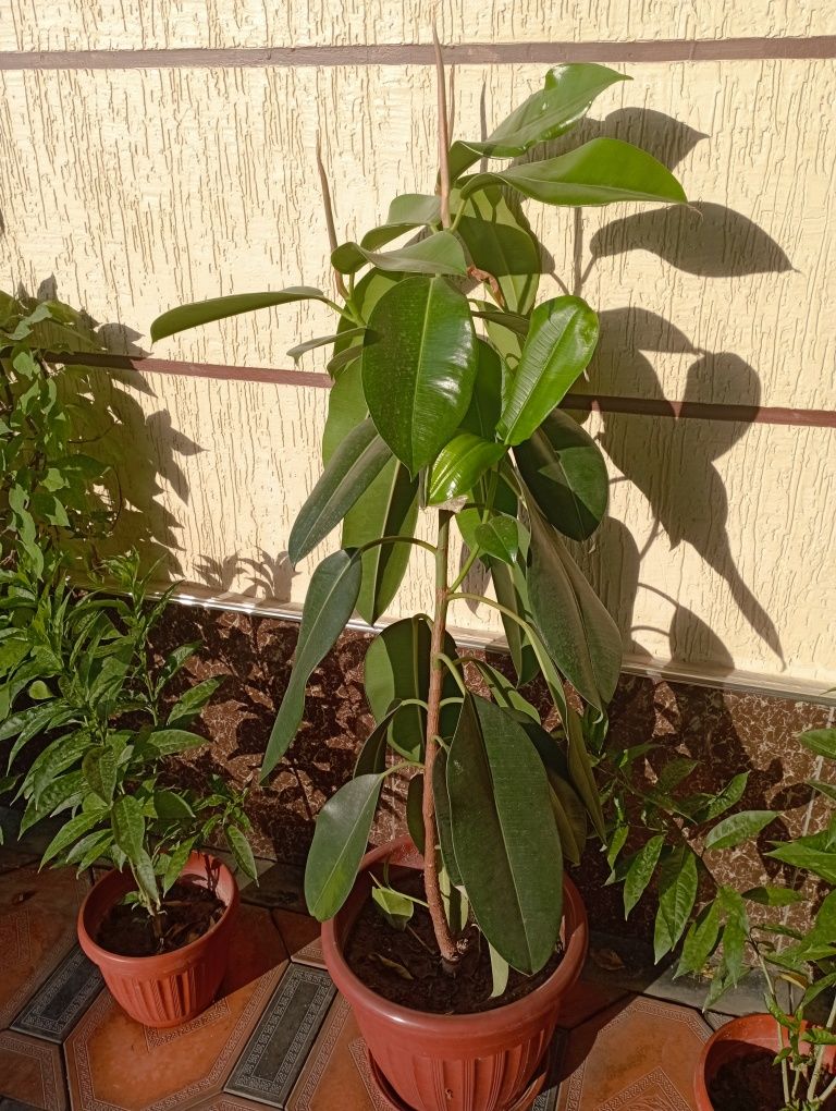 Xona gullari, xona oʻsimliklari, sheflera, qora shaxzoda. Gullar