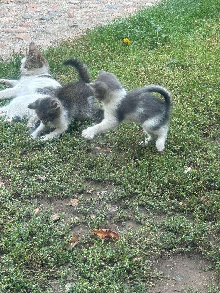 Котята в добрые руки